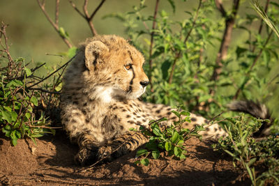Cheetah cub lies in bushes looking right