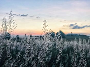 High angle view of stalks in field against sunset sky