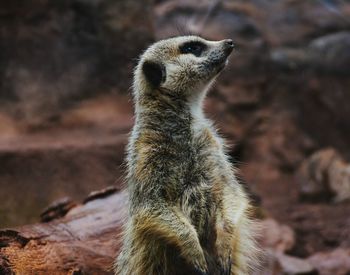 Close-up of meerkat standing outdoors