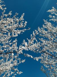 Low angle view of trees against sky