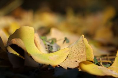 Close-up of yellow leaf during autumn