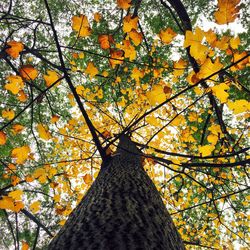Low angle view of tree