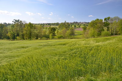 Scenic view of field against sky