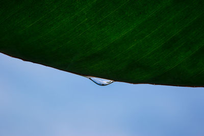 Low angle view of raindrops on green leaves