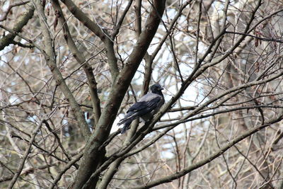 Low angle view of bird perching on tree