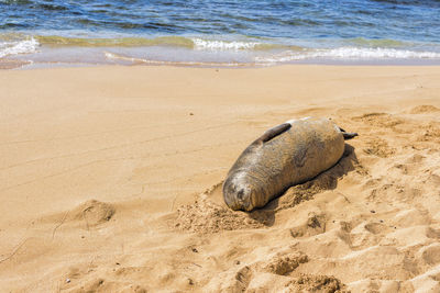 Sea lion resting on the sand