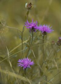 Close-up of purple flowering plants on field