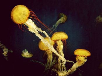 Close-up of yellow jellyfish swimming in sea