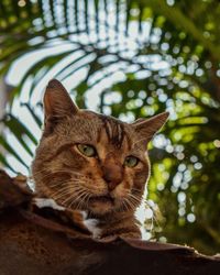 Close-up portrait of a cat