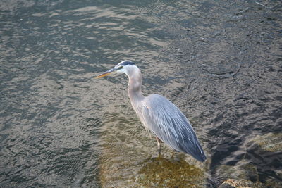 High angle view of gray heron on water