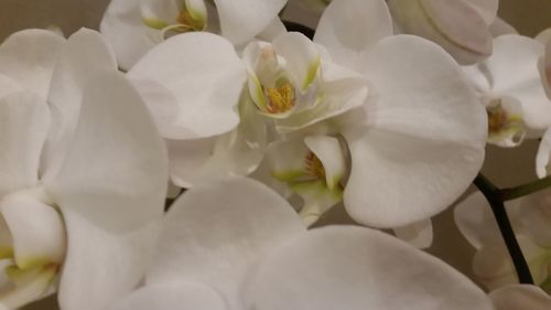 Close-up of white flowers