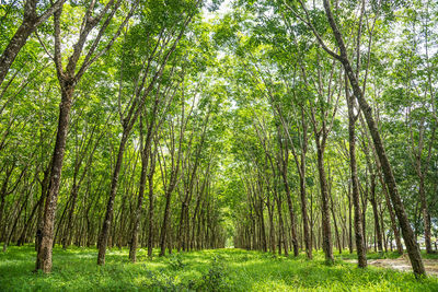 Trees in forest