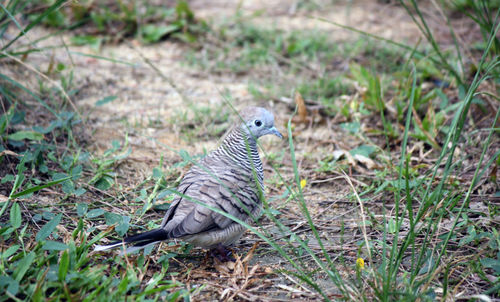 Close-up of zebra dove on field