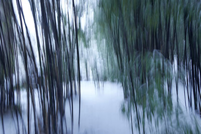 Close-up of pine tree during winter