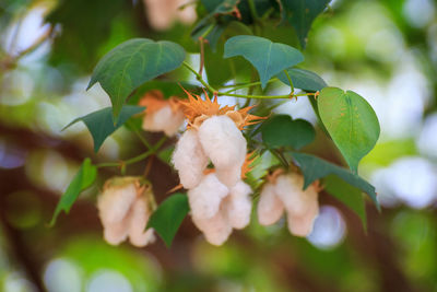 Cotton flowers on a plant in full bloom and ready to be harvested.