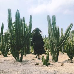 Rear view of cactus growing on field against sky