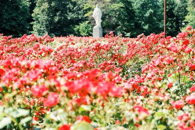 Close-up of red flowering plants on land