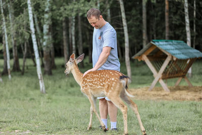 A man feeding cute spotted deer bambi at contact zoo. 