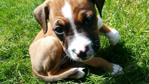 Portrait of dog on field