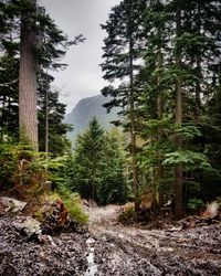 Pine trees in forest against sky