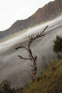View of deer on landscape against sky