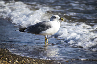 Seagull perching on a beach