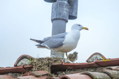 Low angle view of seagulls against sky