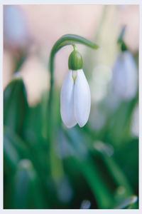 Close-up of plant against blurred background