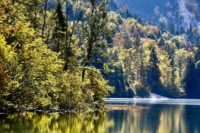 Scenic view of lake in forest