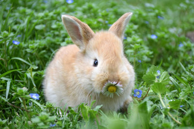 A rabbit on field