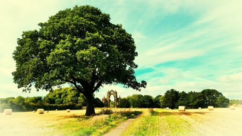 Trees on field against sky