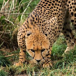 Close-up of giraffe on grass