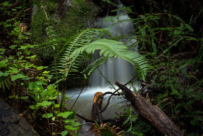 Plants growing in forest