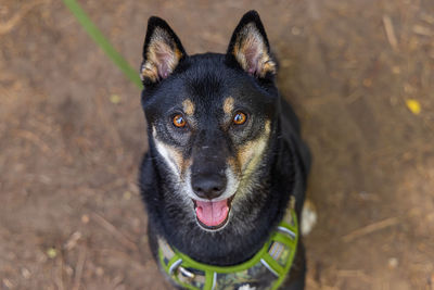 Close-up portrait of dog