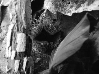 Close-up of lizard on plant