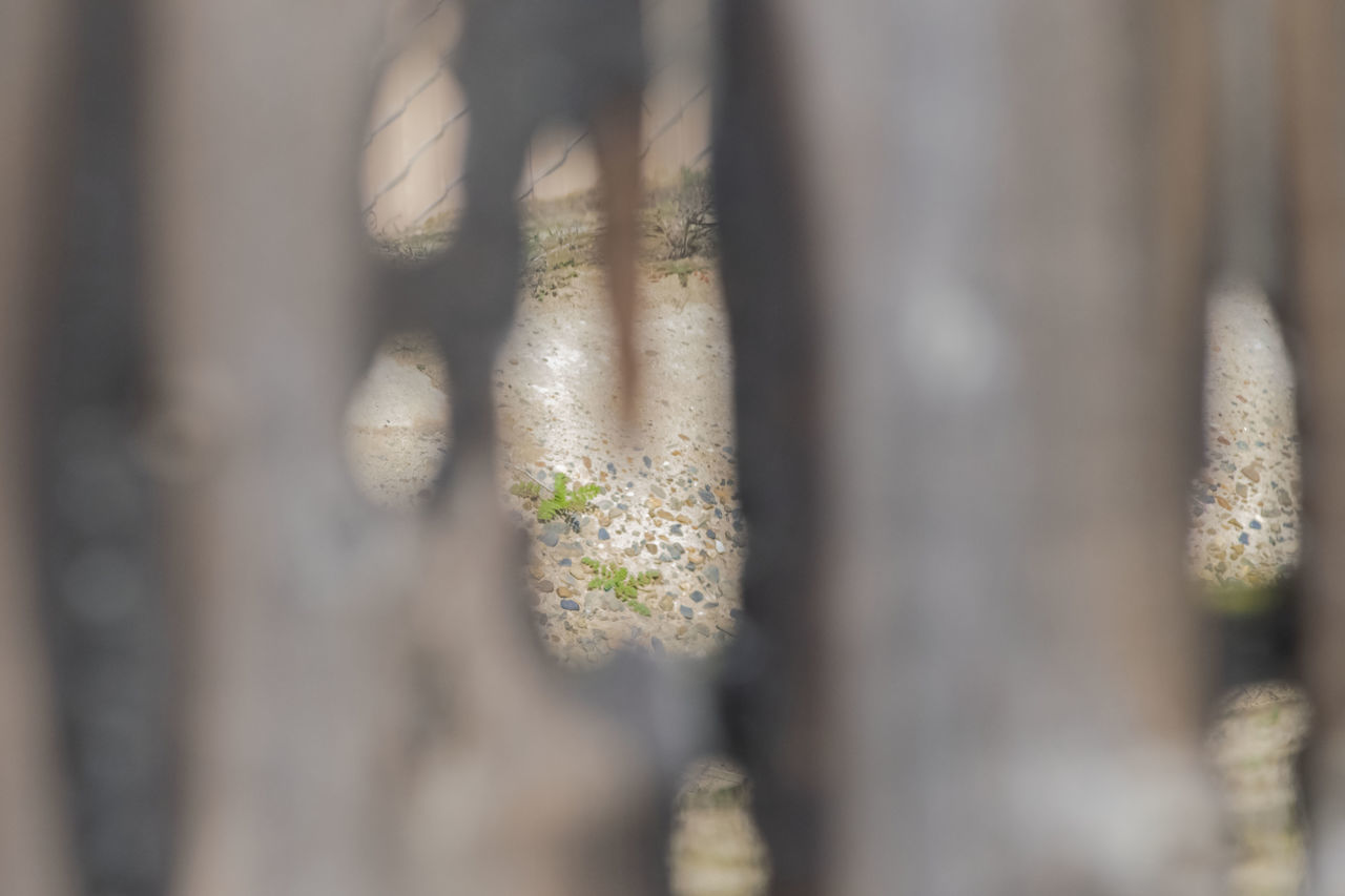 CLOSE-UP OF PLANT GROWING ON TREE