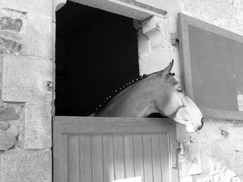 Low angle view of a horse in stable