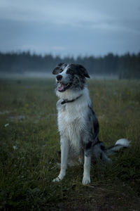 Dog in a misty mountain field.