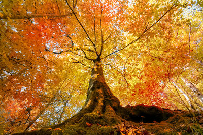 Low angle view of autumnal tree