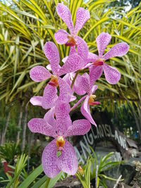 Close-up of flowers blooming outdoors