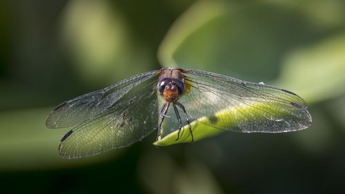 Close-up of dragonfly on leaf