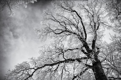 Low angle view of tree against sky