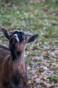 Close-up of giraffe on field