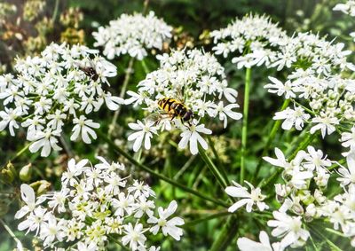Close-up of white flowers on plant in garden