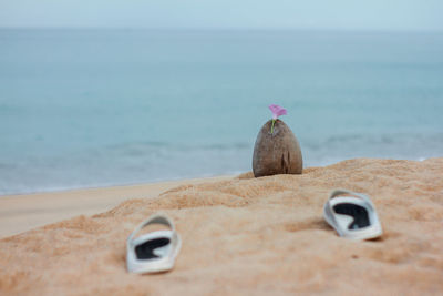 Close-up of flowers on beach