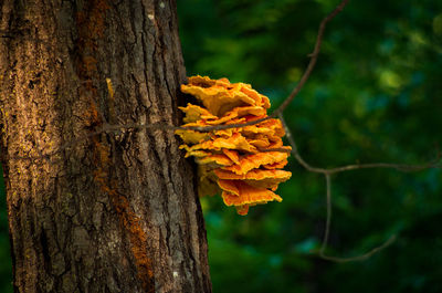 Close-up of yellow mushroom growing on tree trunk