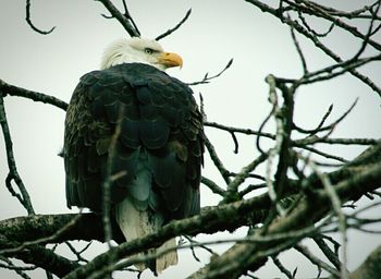 Low angle view of birds perching on tree