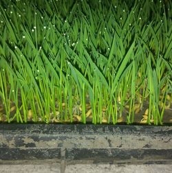 Close-up of leaf on grass