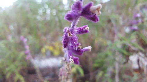 Close-up of purple flowers blooming outdoors