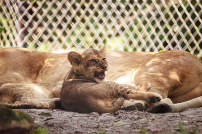 Cats relaxing in zoo